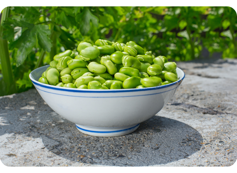 Świeży bób – sezonowy składnik diety pudełkowej bogaty w białko i błonnik, idealny dla osób dbających o zdrowe odżywianie.