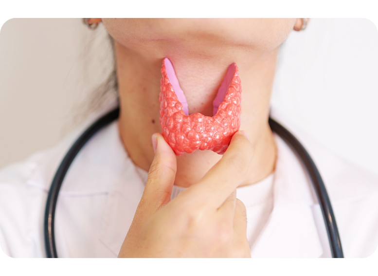 Tarczyca – rola w metabolizmie i znaczenie diety pudełkowej wspierającej zdrowie hormonalne.