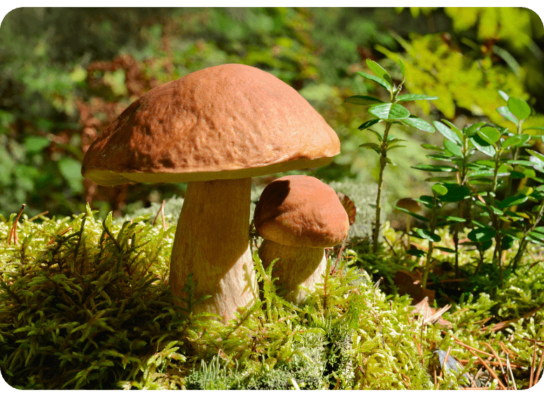 Świeże borowiki w diecie cateringowej jako źródło błonnika i mikroelementów