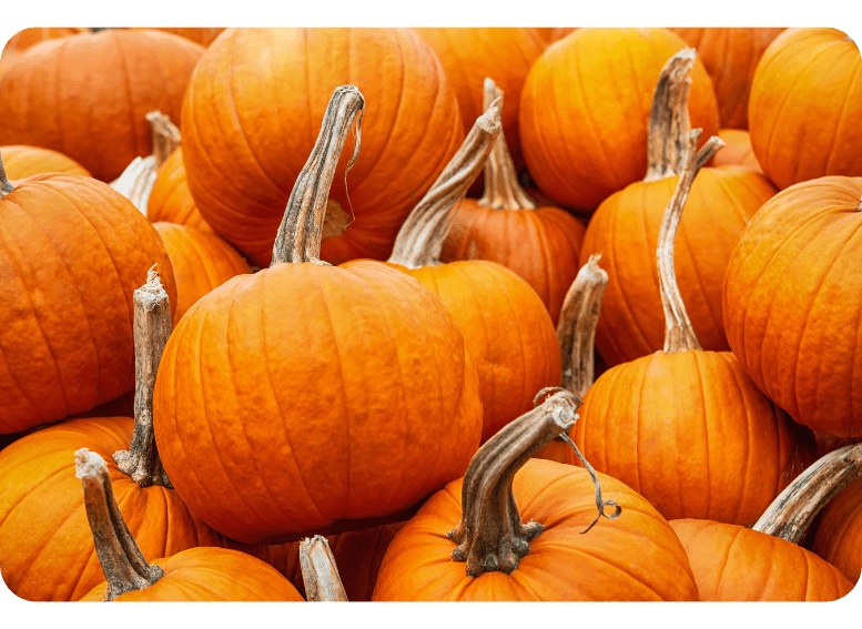 Dynia zwyczajna w cateringu dietetycznym – źródło błonnika i beta-karotenu