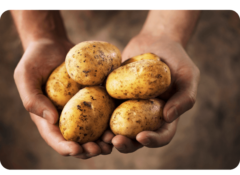 Ziemniaki pochodzące z Peru – podstawowe źródło węglowodanów w diecie, które wspiera zdrową i zbilansowaną dietę, a także ekologiczne uprawy