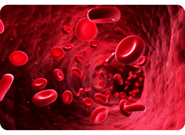 Krwinki czerwone pełnią kluczową rolę w transporcie tlenu w organizmie. Czy dieta zgodna z grupą krwi może wpływa na optymalizację zdrowia?