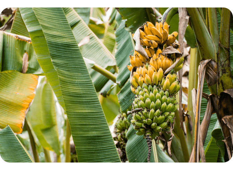 dojrzewające banany na plantacji jako źródło zdrowych węglowodanów w diecie
