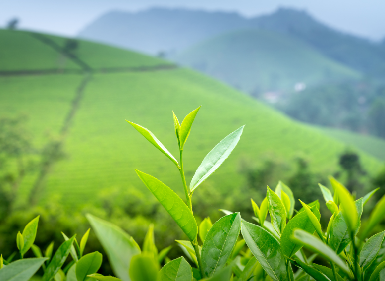 Zielona herbata w cateringu dietetycznym – naturalne wsparcie w zdrowej diecie